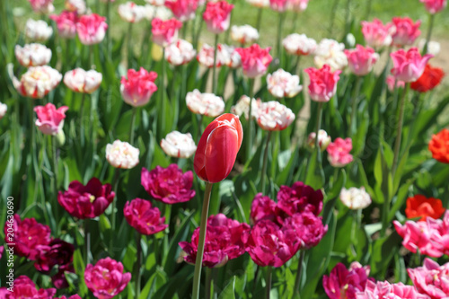 Colorful bright tulip blossom in early spring
