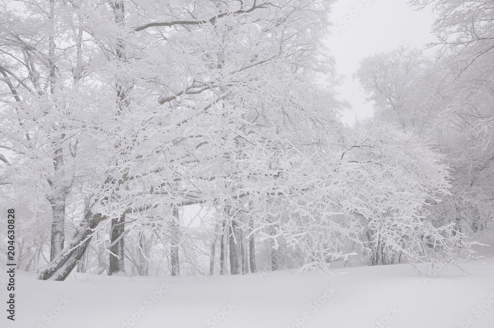 豪雪の丹沢山地