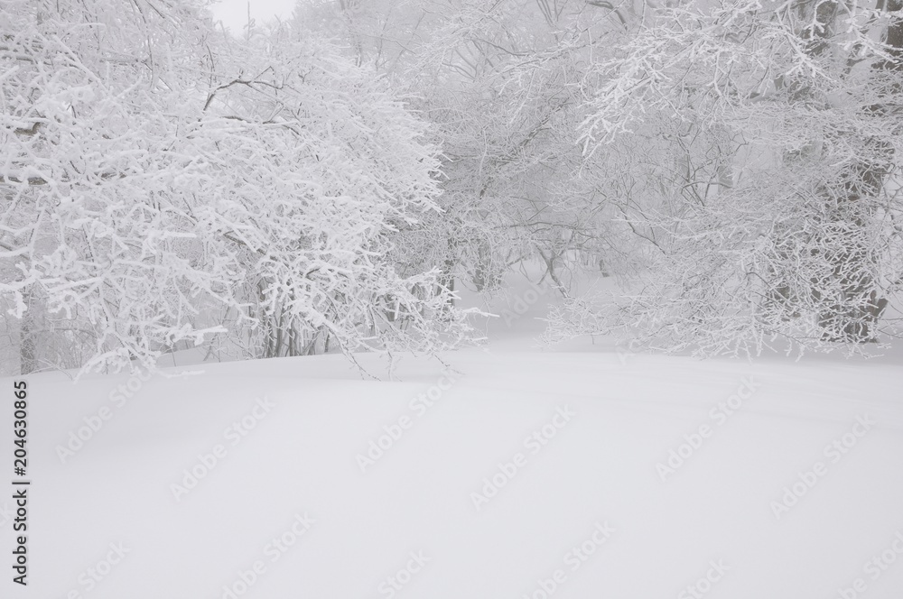 豪雪の丹沢山地 豪雪の丹沢山地