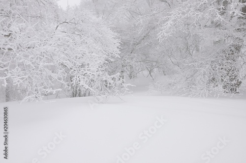 豪雪の丹沢山地