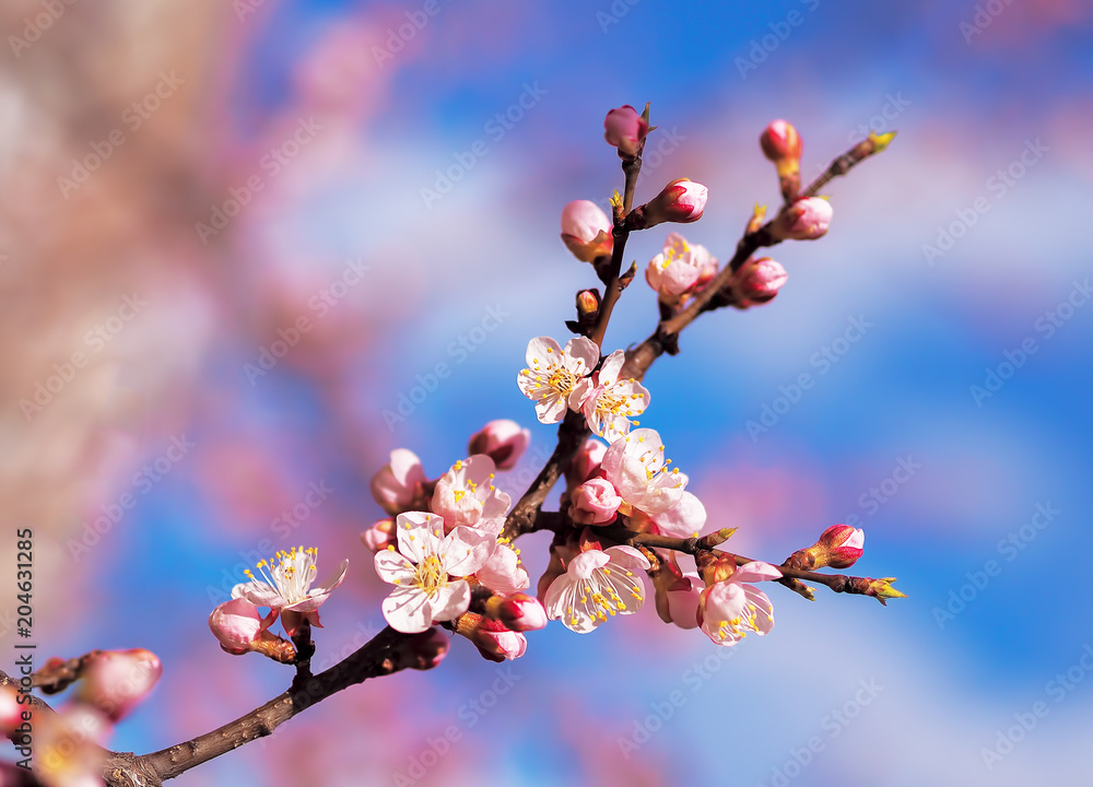 Apricot blossom pink spring flowers Apricot blossom pink spring flowers