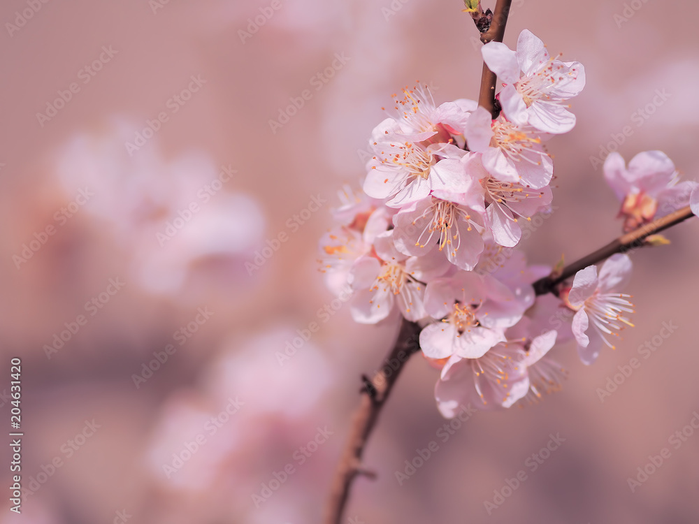 Apricot blossom pink spring flowers