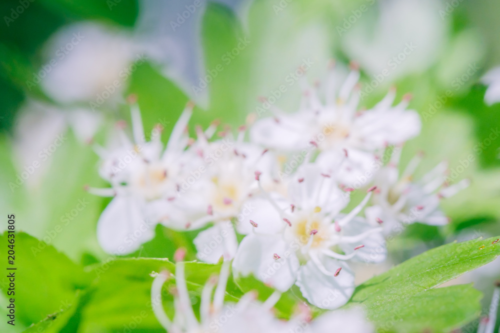 branch of blooming bird cherry in front of blue sky. Copy space branch of blooming bird cherry in front of blue sky. Copy space