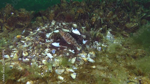 Breeding of Gray wrasse (Symphodus cinereus): the male with fins refreshes water in the nest with caviar. photo