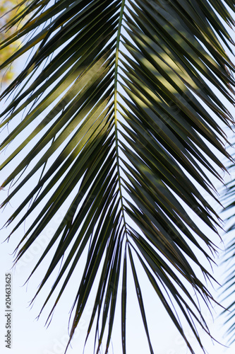 Fresh green palm leave with its beautiful texture
