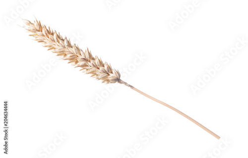 Golden wheat ear isolated on white