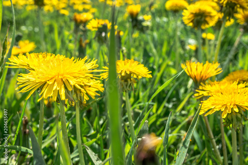 Yellow dandelion field, spring flowers in grass