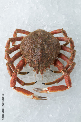 Single whole fresh raw spider crab on ice