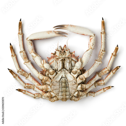Εκτύπωση καμβά Bottom of a fresh raw male spider crab