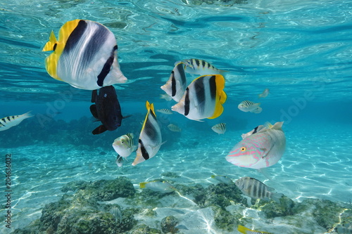 Colorful tropical fish underwater in a lagoon of Moorea island, Pacific ocean, French Polynesia
