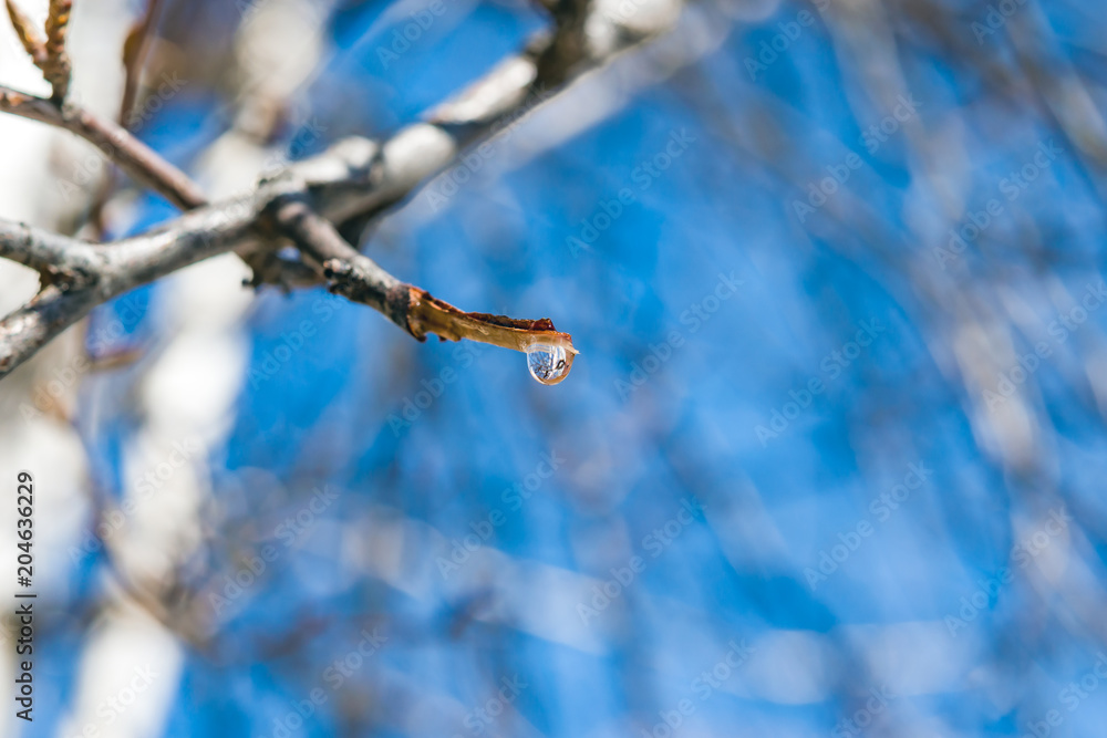 A drop of birch sap flows down from a broken branch of birch in the spring against a bright blue sky, concept ecology, plant protection
