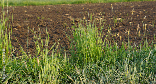 typical small green plants ...