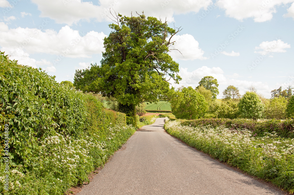 Summertime road scenery in the English countryside.