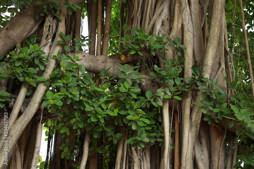 タイ 大木 バンコク 大自然 自然の力 神