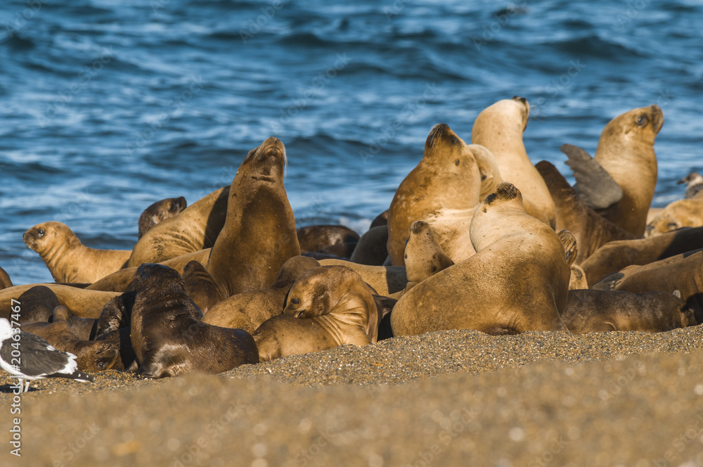 Fototapeta premium Sea lion Male in colony, patagonia Argentina