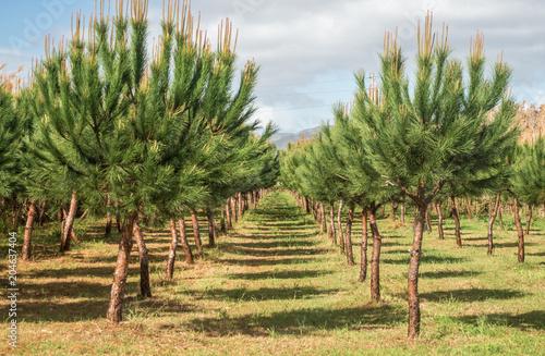 Trees lined and cultivated