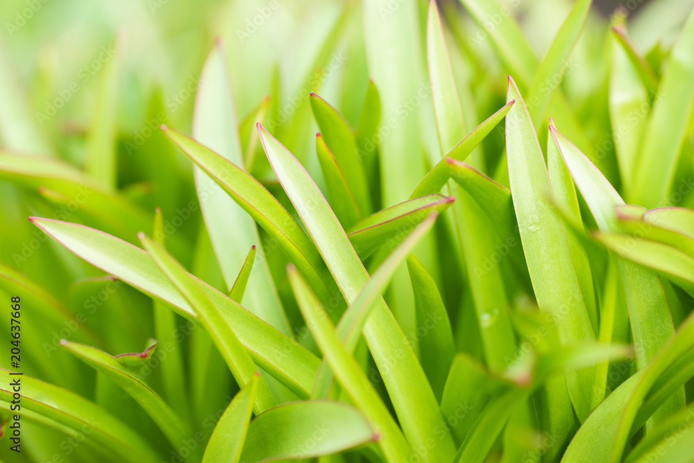 Fototapeta premium Green grass on blurred background. Close-up.