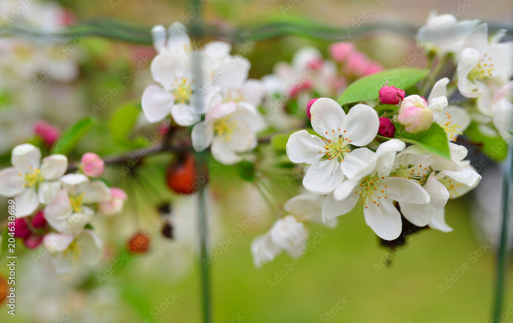 beautiful small white and red flowers next to wall blurry background by green garden in day time sunlight. beautiful small white and red flowers next to wall blurry background by green garden in day time sunlight.