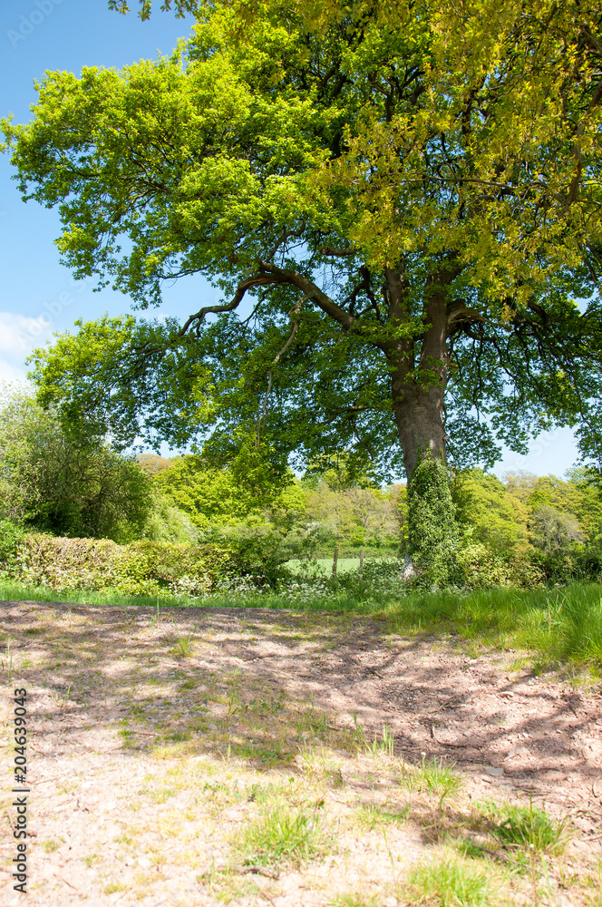 Fototapeta premium Summertime landscape in the British countryside.