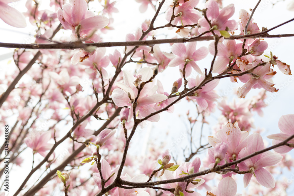 Closeup of magnolia tree blossom with blurred background and warm sunshine Closeup of magnolia tree blossom with blurred background and warm sunshine