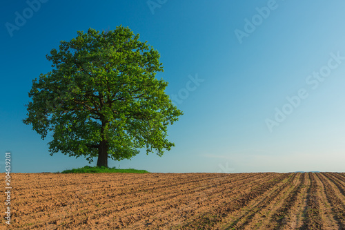 Tree in the agricultural field