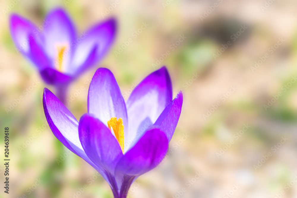 Macro shot of spring violet flowers crocuses with soft background Macro shot of spring violet flowers crocuses with soft background