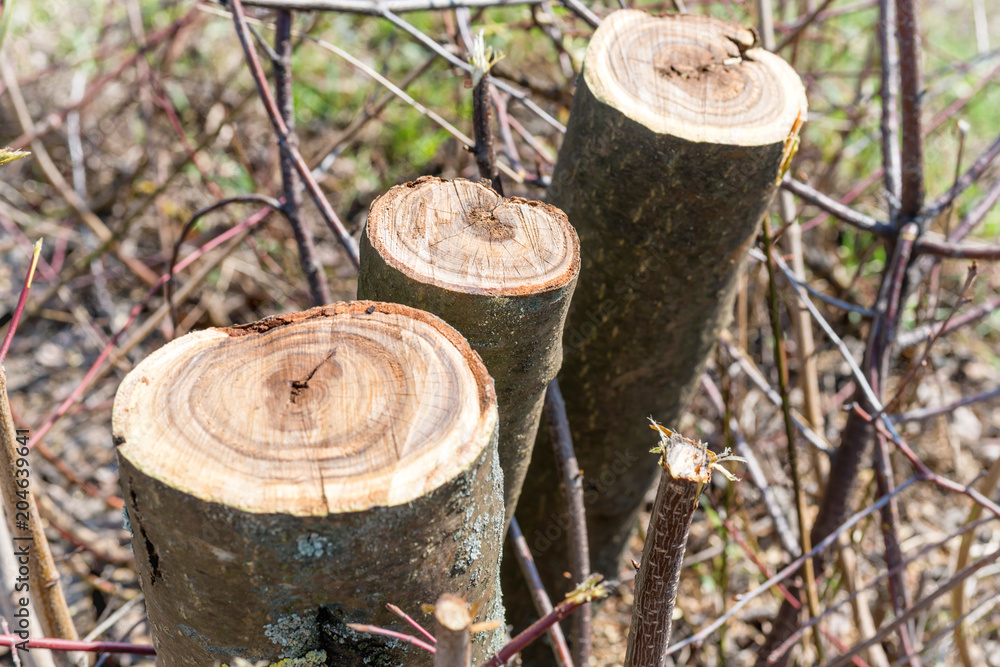 Trunks of cut trimmed trees at spring Trunks of cut trimmed trees at spring