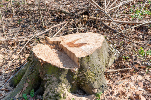 Stump from big removal tree in the wood