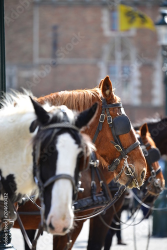 Belgium, Bruges, 10 Apr'18. Black and white horses with carriages waiting for tourist for city tour under sunlight. Editorial © WIRAWAN