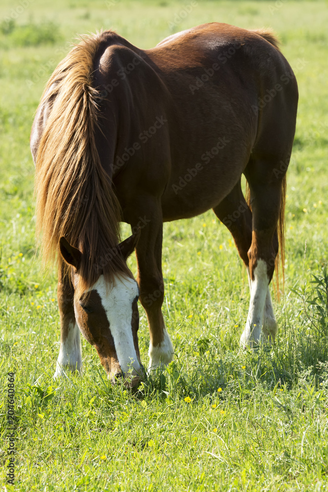 Horse grazing on the green meadow Horse grazing on the green meadow