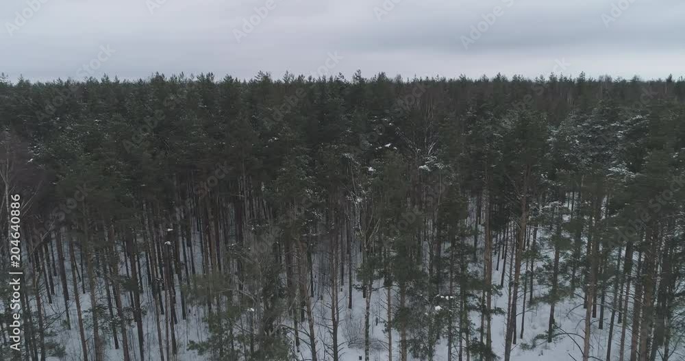 Aerial forward fly with tilt over winter frozen pine forest Aerial forward fly with tilt over winter frozen pine forest