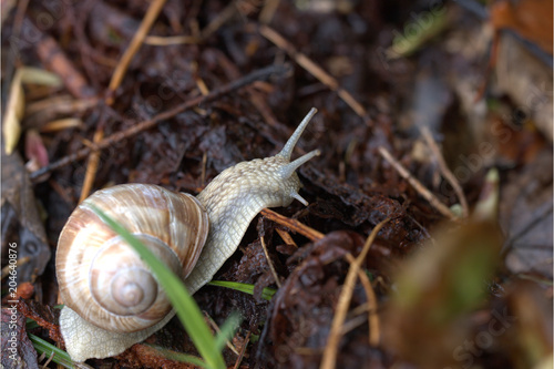 Weinbergschnecke