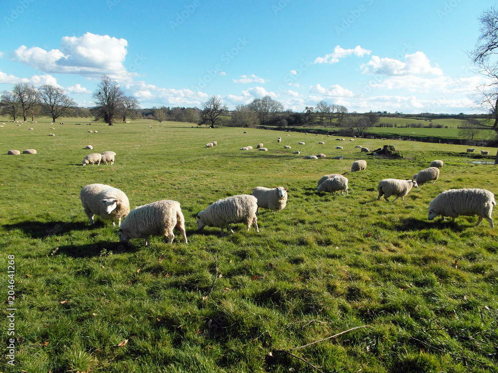Fototapeta premium Sheep grazing in a summertime meadow in England.