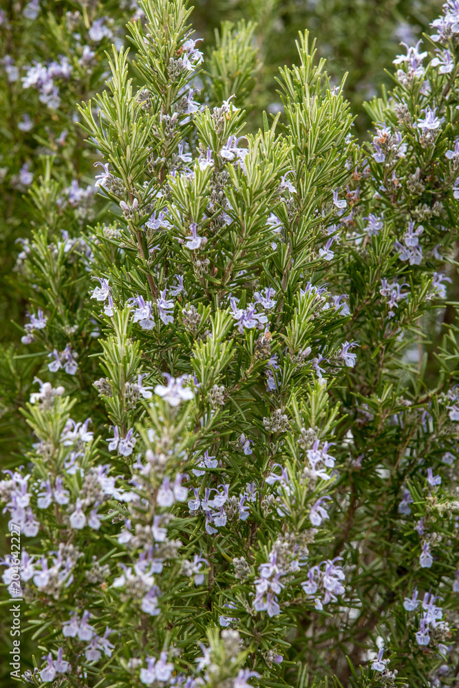 Thyme in the Tuscany