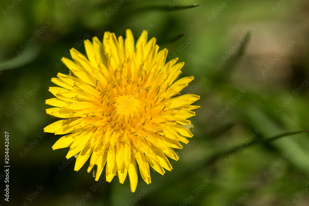 Yellow dandelions on the green grass field closeup in spring Yellow dandelions on the green grass field closeup in spring