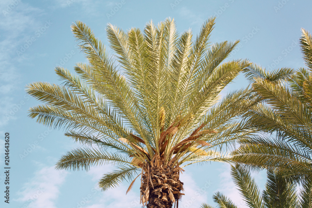 Palm tree vintage background