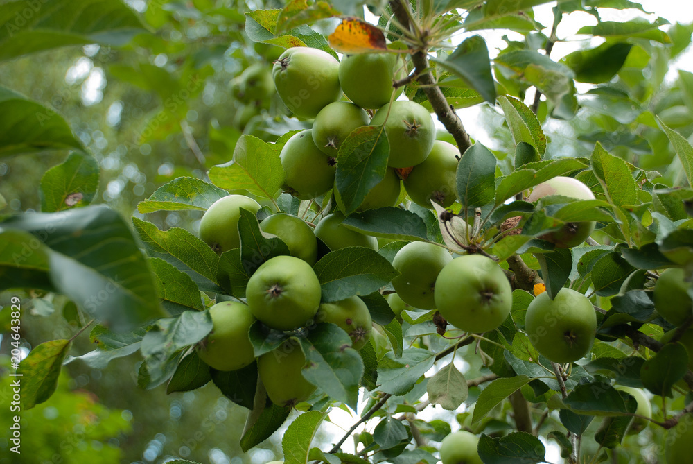 Bunches of green apples
