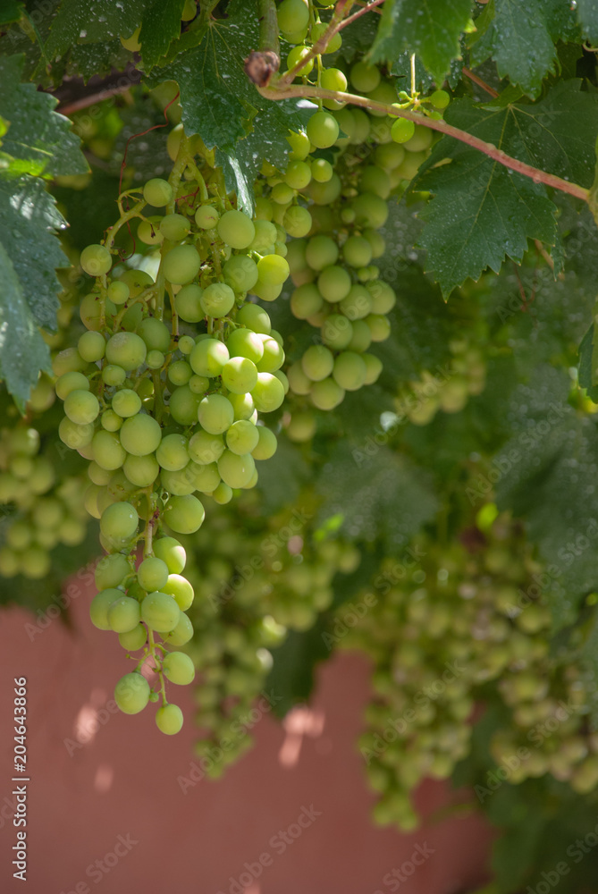 Bunches of grapes