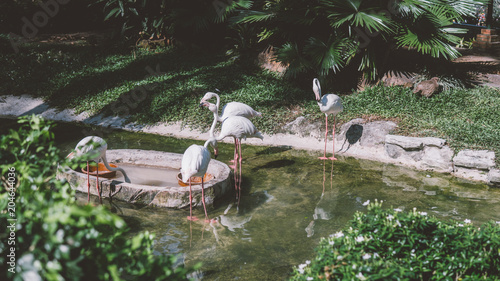  flamingo near water in the zoo. .breeding and life of flamingos in captivity. photo