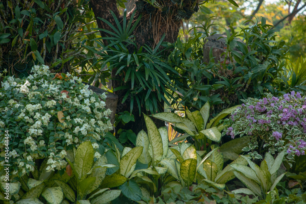Tropical nature Tropical nature