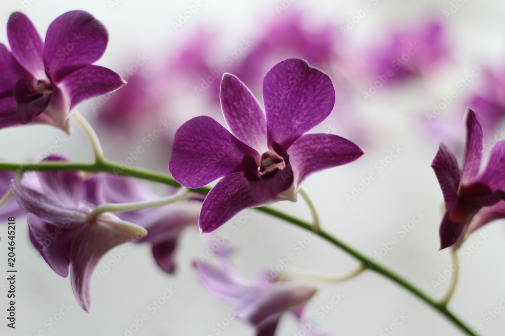 Obraz premium Purple orchid, Purple flowers close up