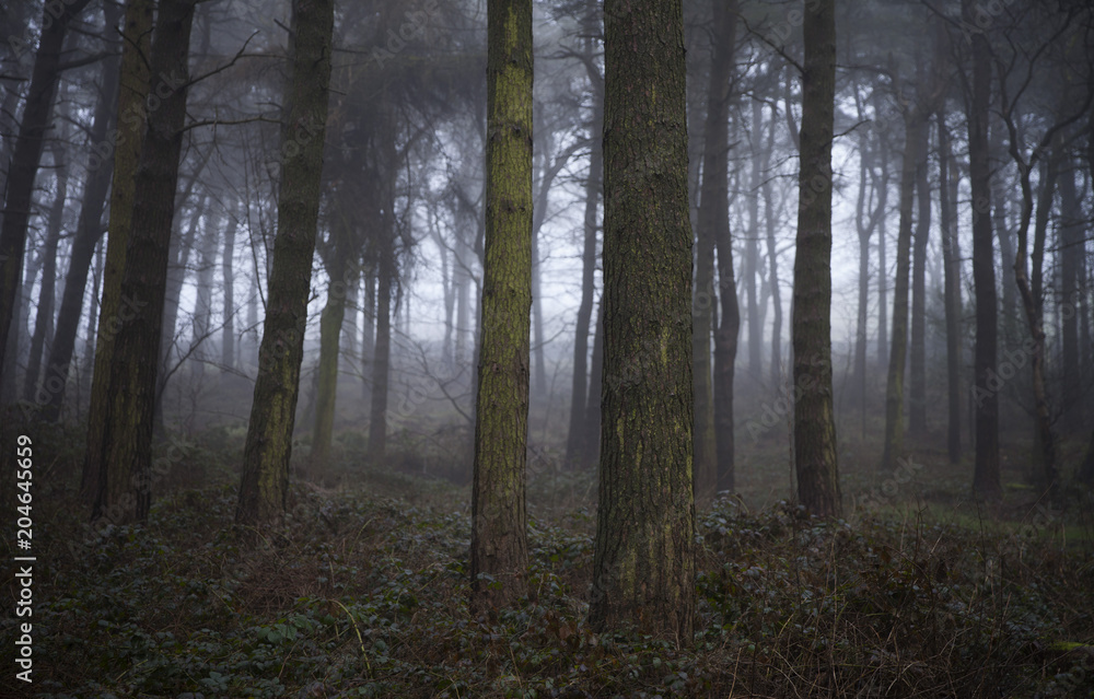 Fog in the Wood III