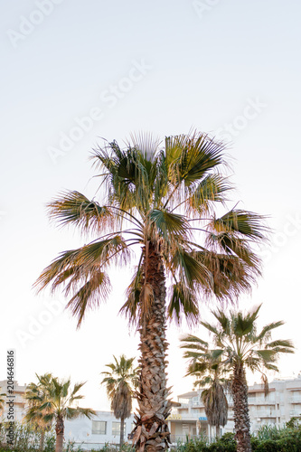 palm tree against the light © Deathshow