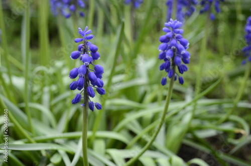 Muscari neglectum -  deep blue  urn-shaped flowers