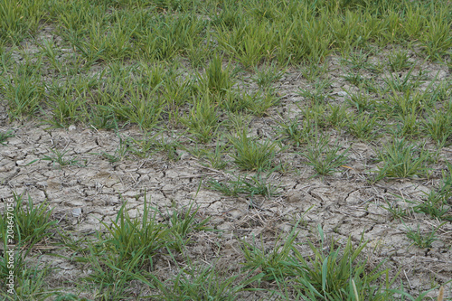 agriculture land field with...