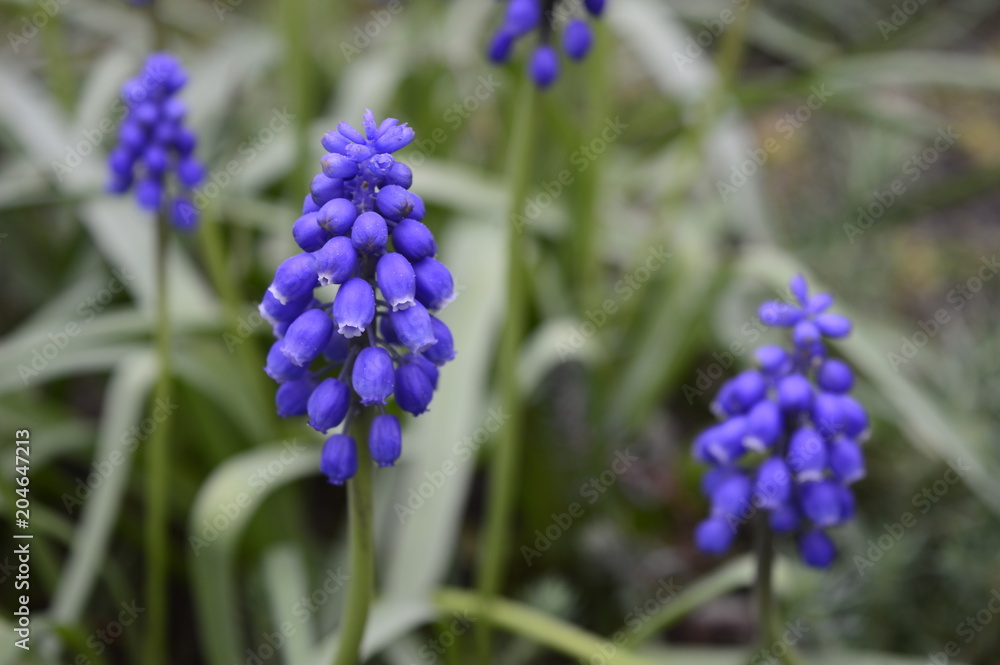 Muscari neglectum - deep blue, urn-shaped flowers Muscari neglectum - deep blue, urn-shaped flowers