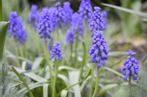 Muscari neglectum -  deep blue  urn-shaped flowers