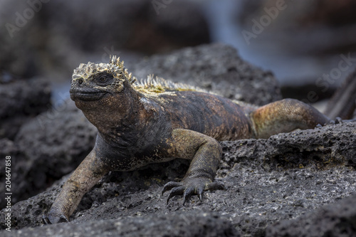 Marine Iguana  Amblyrhynchus cristatus  in Galapagos Islands  Ec