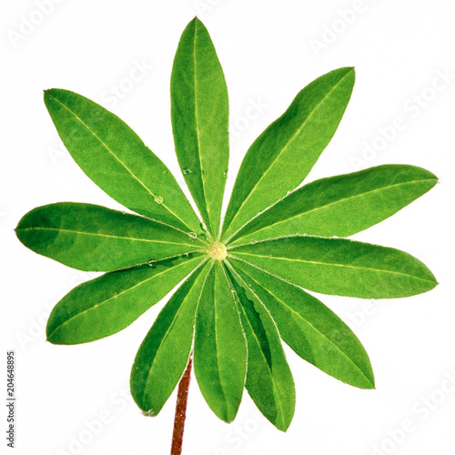 one green lupine leaf isolated on white background