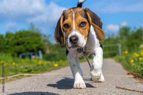 Beagle Welpe